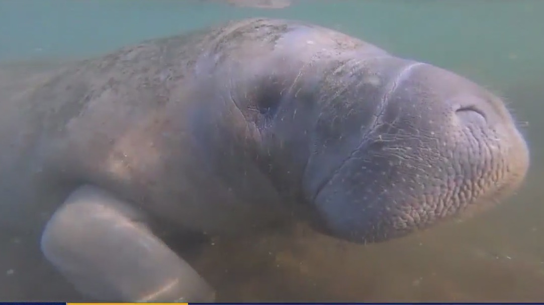 Governor touts manatee protection efforts